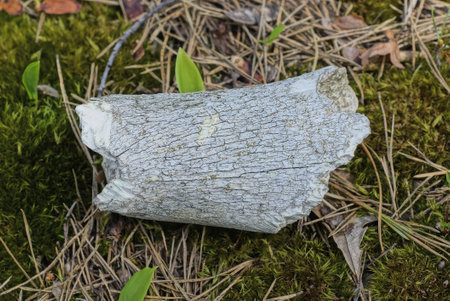 one old piece of white bone lies on green moss outdoors in nature