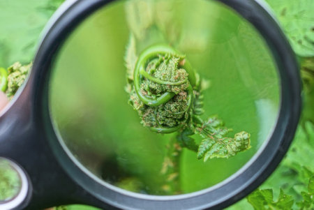 a black magnifying glass magnifies a small green sprout of a wild plant fern in nature