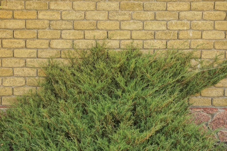 one green coniferous ornamental bush on a brown brick wall in the street