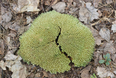 one green moss with a crack on the ground in the forest in a dry gray needles