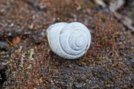 one small white snail shell lies on the gray ground outdoors in natureの写真素材
