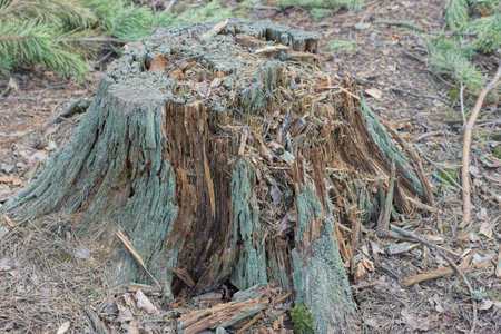 one old gray oak rotten stump on the ground among dry needles and leaves in the forestの写真素材