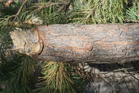 one brown wooden sharp stake made of pine wood outdoors in nature