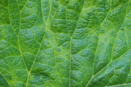 natural plant green texture from a piece of plant leaf