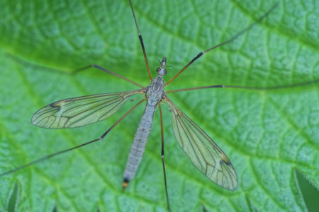 one big gray mosquito insect sits on a green leaf of a plant in natureの写真素材