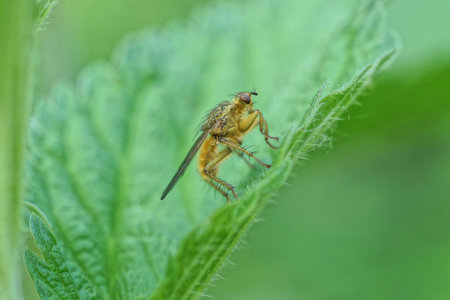 one brown fly sits on a green leaf of a plant in a summer park