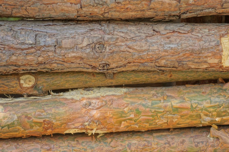 brown texture from thin wooden pine logs in the wall on the streetの写真素材