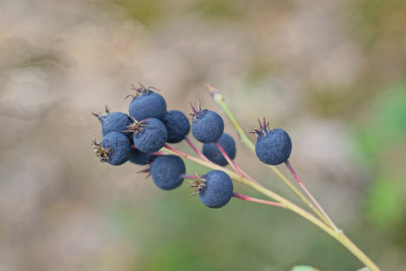 blue dry ripe chokeberry berries on a thin branch in summer natureの写真素材
