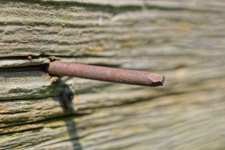 one old brown sharp rusty iron nail sticks out in a gray wooden fence wall outsideの写真素材