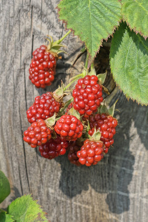 red blackberries on a branch with green leaves on the background of a gray wooden fence board in a...