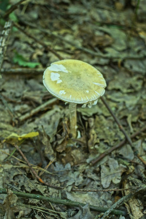 one green poisonous mushroom pale grebe grows in the ground among gray dry leaves in a summer forestの写真素材