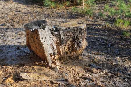 one old gray pine rotten stump on the ground among dry needles and leaves in the forest
