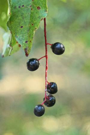 black ripe bird cherry berries on a thin red branch with green leaves in nature