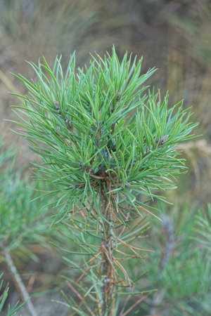 one small coniferous green pine tree in the summer forest