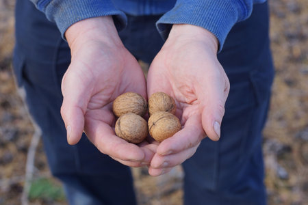 brown walnuts lie on the palms in the hands of a man in blue clothes on the street