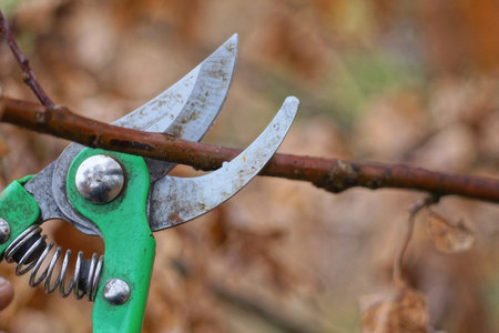one metal gray green pruner cuts a brown branch on a bush in the gardenの写真素材