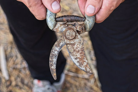 hands of a gardener worker holding an old gray rusty pruner on the streetの写真素材