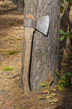 one big old ax stands near a gray pine tree in the forestの写真素材