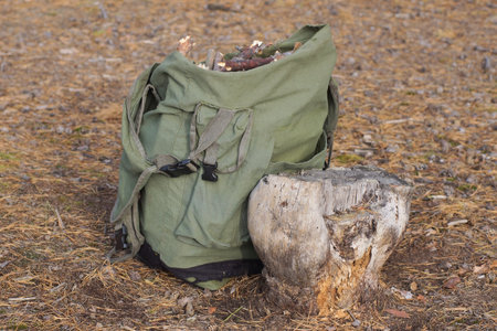 one large old green backpack stands on brown ground near a gray stump in natureの写真素材