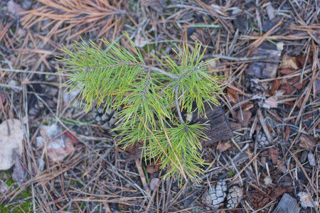 one small green yellow pine tree on the gray ground in natureの写真素材