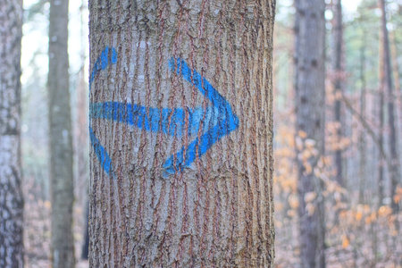 blue painted arrow pointer on a gray tree trunk in the forestの写真素材