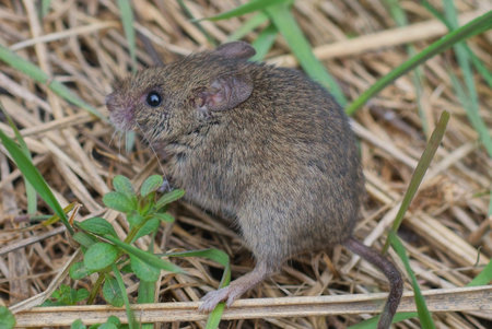 one small gray mouse sits in the grass in nature