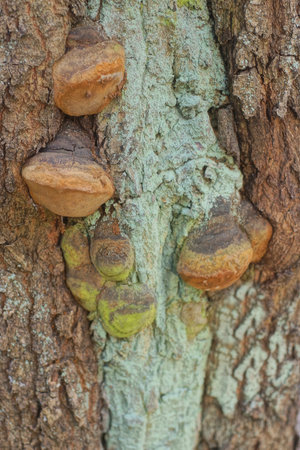 many brown wood mushrooms on the gray green bark of a large oak tree in nature