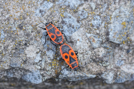 two red black small beetles mate on a gray stone