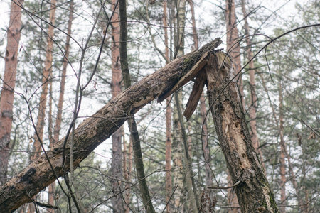 fallen tree in the forest in early spring. natural environmental detailの写真素材