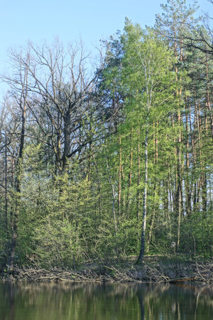 Spring in the forest. Early spring in the forest. springtime in the forestの写真素材