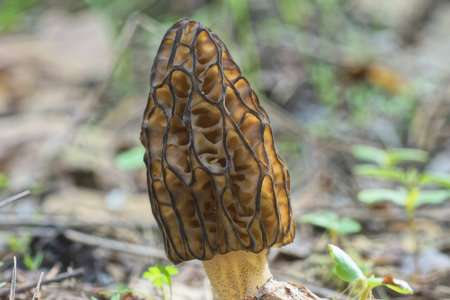 Morel mushroom (Morchella esculenta) in the forest.