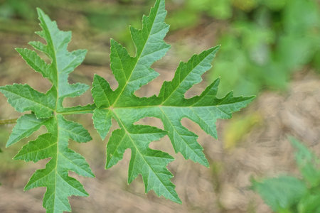 one large green leaf of a wild plant in nature in a summer parkの写真素材