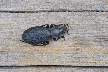 one big black beetle sits on a gray wooden table