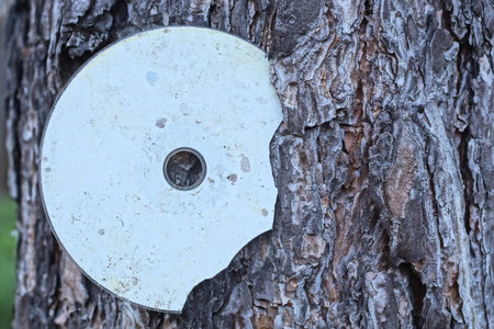 one old dirty white broken compact disc sticks out in the brown bark of a tree on the street