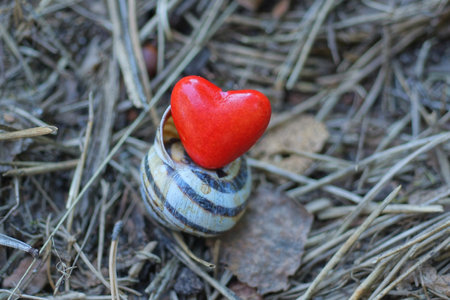 one snail with a red plastic heart toy lies on the gray ground on the streetの写真素材