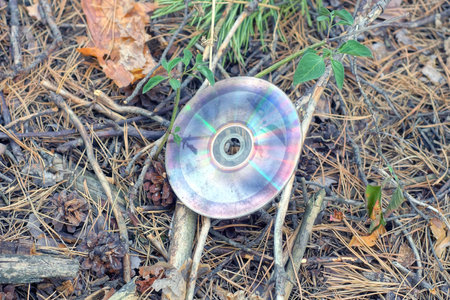 one color round old compact disc lies on the ground in brown dry pine needles outside in nature