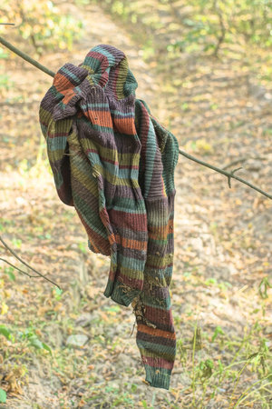 one old wrinkled colored wool striped sweater hanging on a tree branch