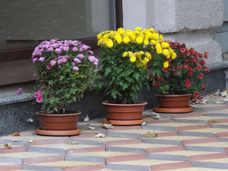 chrysanthemums in pots on the terraceの写真素材
