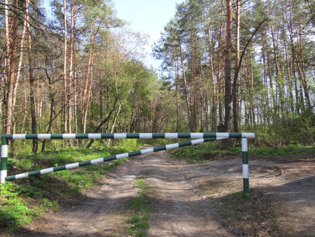 Racing obstacles in the spring forest. The concept of sport and recreation.の写真素材