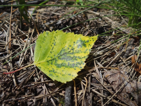 Yellow birch leaf on the ground in the forest. Autumn.の写真素材