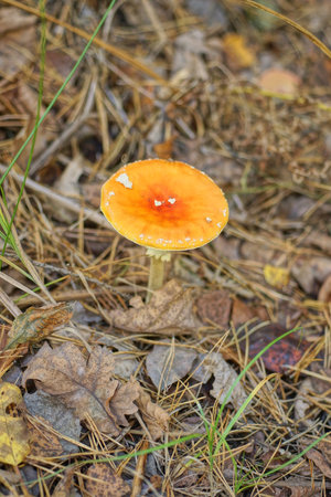 Amanita muscaria, commonly known as the fly agaricの写真素材