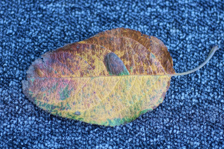 one dry fallen colored leafの写真素材