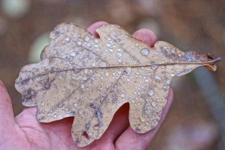 one brown oak fallen leaf with water drops lies on the palm of the hand in autumn nature