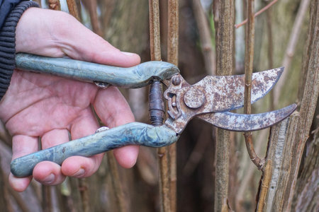 one hand holds old rusty tool pruning shears cutting brown dry thin branch on bush in spring garden