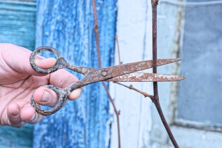 one hand holds brown rusty old metal scissors cut dry branch of plant on background blue white wall...