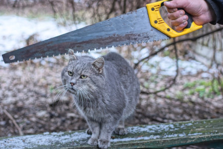 hand holding one hacksaw over gray cat