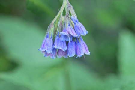 many small blue flowers buds of bells with a stem lie on a green leaf of a plant in natureの写真素材