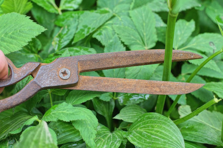 one long brown rusty iron old scissors cutting green stem of wild plant in summer natureの写真素材