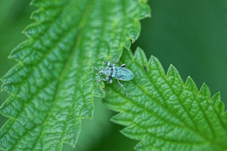 one small blue beetle sits on a green leaf of a wild plant in nature in a summer gardenの写真素材