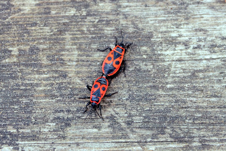 two red black small beetles on a gray wooden table in the street
